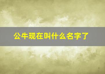 公牛现在叫什么名字了