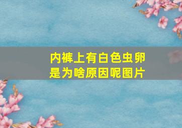 内裤上有白色虫卵是为啥原因呢图片