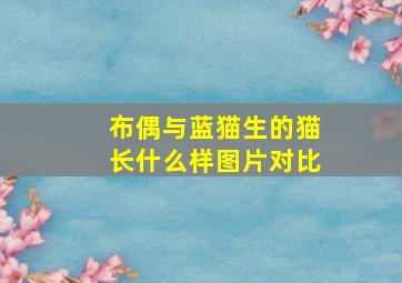 布偶与蓝猫生的猫长什么样图片对比