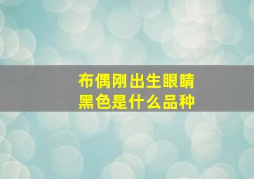 布偶刚出生眼睛黑色是什么品种