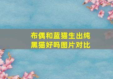 布偶和蓝猫生出纯黑猫好吗图片对比