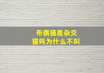 布偶猫是杂交猫吗为什么不叫