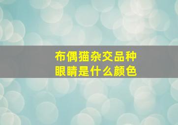 布偶猫杂交品种眼睛是什么颜色