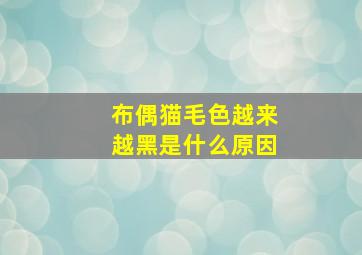 布偶猫毛色越来越黑是什么原因