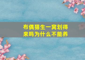 布偶猫生一窝划得来吗为什么不能养