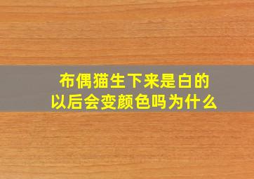 布偶猫生下来是白的以后会变颜色吗为什么