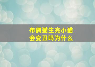 布偶猫生完小猫会变丑吗为什么