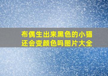 布偶生出来黑色的小猫还会变颜色吗图片大全