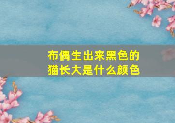 布偶生出来黑色的猫长大是什么颜色