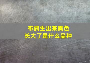 布偶生出来黑色长大了是什么品种