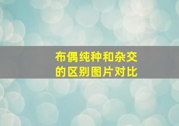 布偶纯种和杂交的区别图片对比