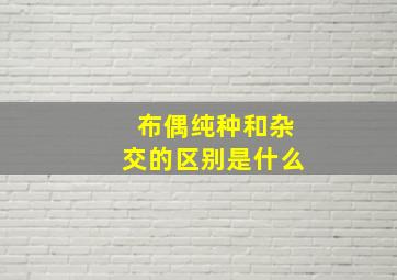 布偶纯种和杂交的区别是什么