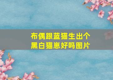 布偶跟蓝猫生出个黑白猫崽好吗图片