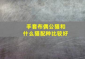 手套布偶公猫和什么猫配种比较好