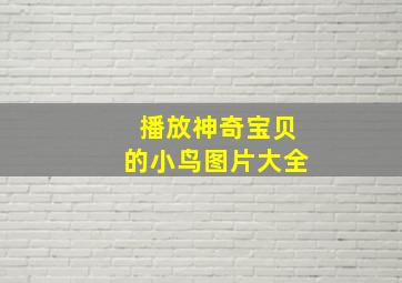 播放神奇宝贝的小鸟图片大全