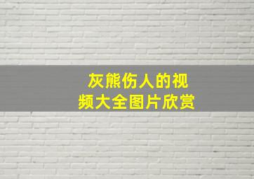 灰熊伤人的视频大全图片欣赏