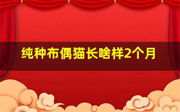 纯种布偶猫长啥样2个月