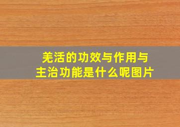 羌活的功效与作用与主治功能是什么呢图片