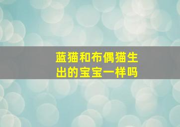 蓝猫和布偶猫生出的宝宝一样吗