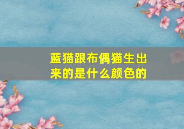 蓝猫跟布偶猫生出来的是什么颜色的