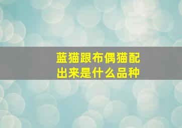 蓝猫跟布偶猫配出来是什么品种