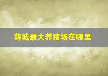 薛城最大养猪场在哪里