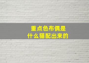 重点色布偶是什么猫配出来的