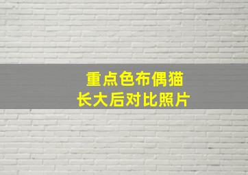 重点色布偶猫长大后对比照片