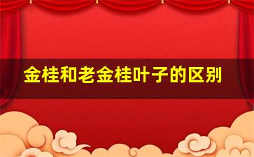 金桂和老金桂叶子的区别