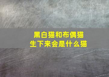 黑白猫和布偶猫生下来会是什么猫